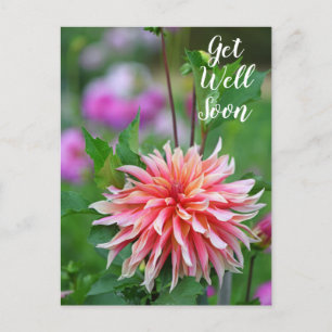 Orange und rosa Dahlienblume Gute Besserung Postkarte