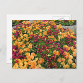 Orange und Rote Blume Postkarte (Vorne/Hinten)