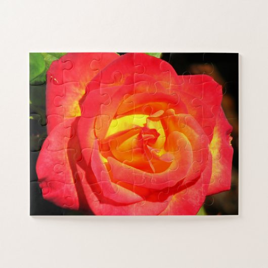 Orange und Rote Rose Nah Puzzle (Horizontal)