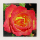 Orange und Rote Rose Nah Puzzle (Horizontal)
