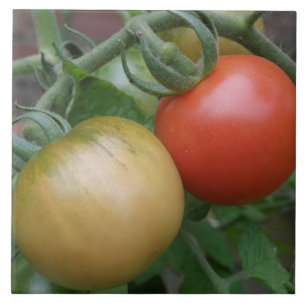 Orange und Rote Tomaten Fliese