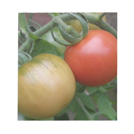 Orange und Rote Tomaten Notizblock (Vorderseite)