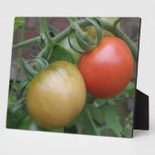 Orange und Rote Tomaten Plaque Fotoplatte (Seite)