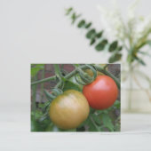 Orange und Rote Tomaten Postkarte (Stehend Vorderseite)