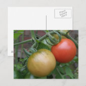Orange und Rote Tomaten Postkarte (Vorne/Hinten)