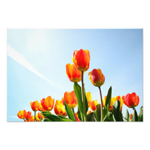 Orange und rote Tulpen von unterhalb Fotodruck