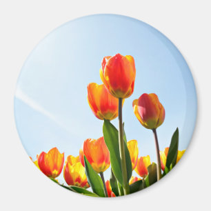 Orange und rote Tulpen von unterhalb Magnet