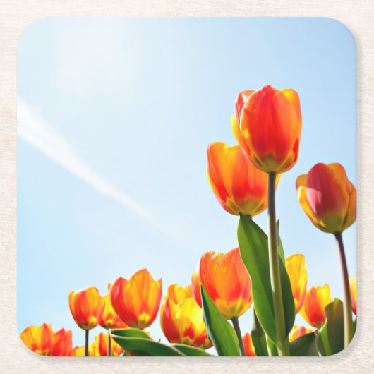 Orange und rote Tulpen von unterhalb Rechteckiger Pappuntersetzer (Vorderseite)