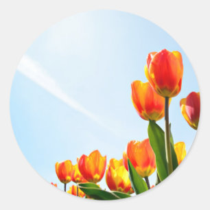 Orange und rote Tulpen von unterhalb Runder Aufkleber