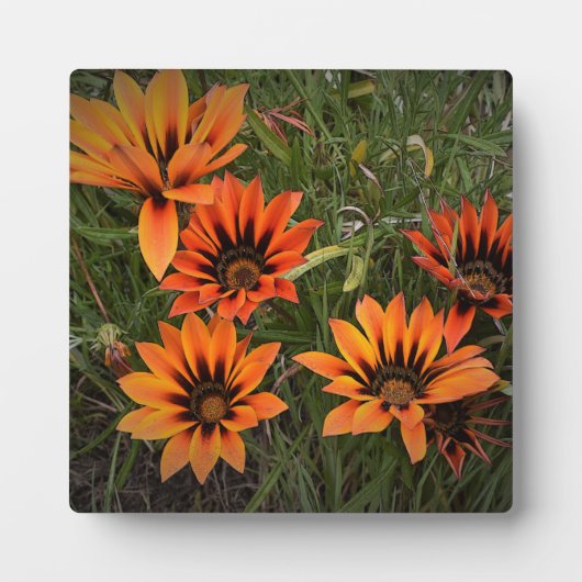 Orange und Schwarz Gazanias Foto Plaque mit Easel Fotoplatte (Vorderseite)