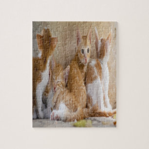 Orange und weißes Tabby-Kätzchen/addieren das Fo Puzzle