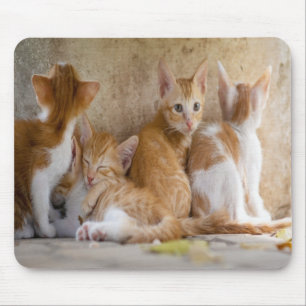 Orange- und Weißgetigerte Kätzchen/Fügen Sie das F Mousepad