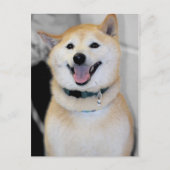 Orange und White Shiba Inu Hunde Zucht Postkarten (Vorderseite)