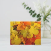 Orange und Yellow Johnny Jump Up Postcard Postkarte (Stehend Vorderseite)