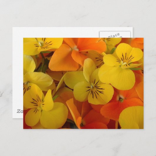 Orange und Yellow Johnny Jump Up Postcard Postkarte (Vorne/Hinten)