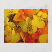 Orange und Yellow Johnny Jump Up Postcard Postkarte (Vorderseite)