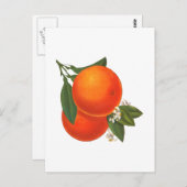 Orange Vintag Crate Art Postkarte (Vorne/Hinten)