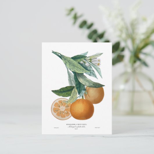 Orange von Pierre - Antoine Poiteau Postkarte (Stehend Vorderseite)