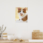 Orange-Weiß-Katze mit Kamera Poster (Küche)
