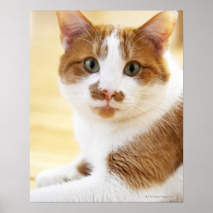 Orange-Weiß-Katze mit Kamera Poster