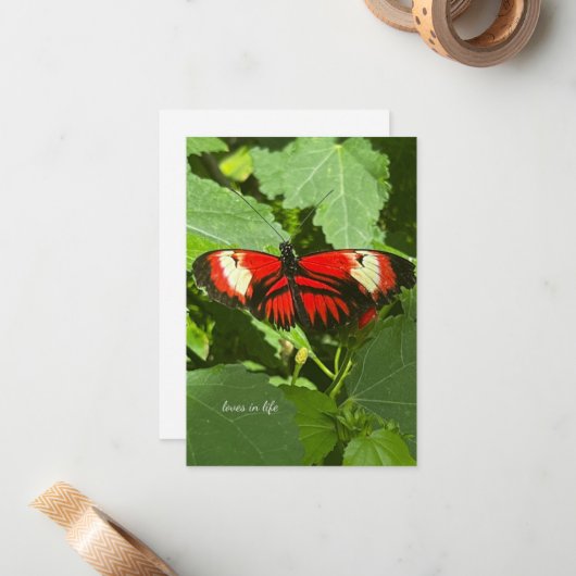 Orange & White Butterfly Mitteilungskarte (Vorderseite/Rückseite Beispiel)