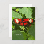 Orange & White Butterfly Mitteilungskarte (Vorne/Hinten)