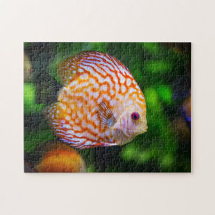 Orange White Discus Fish Aquarium Foto Puzzle
