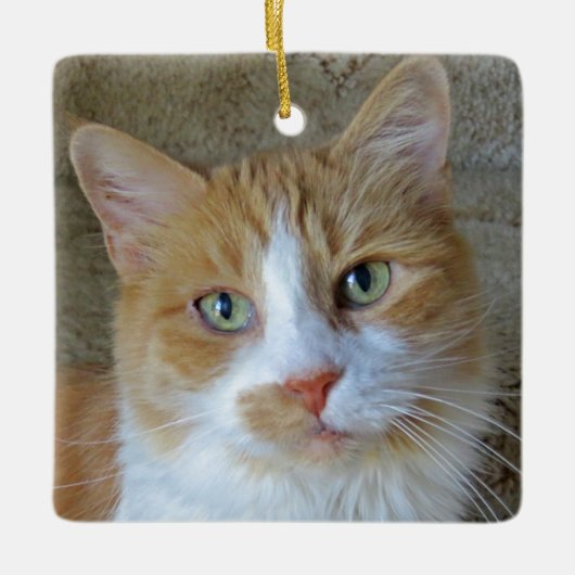 Orange & White Ginger Cat Ornament (Vorderseite)