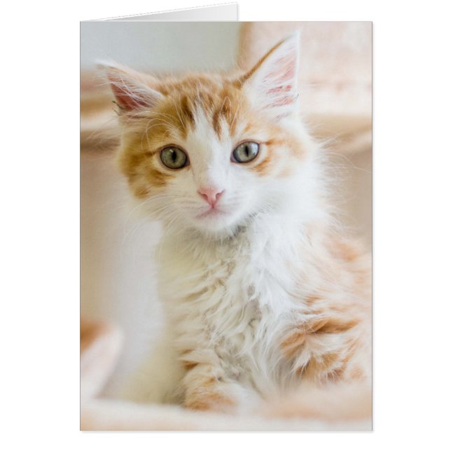 Orange & White Kitten (Vorne)