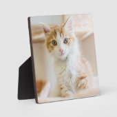 Orange & White Kitten Fotoplatte (Vorderseite)