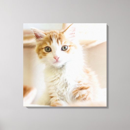 Orange & White Kitten Leinwanddruck (Vorderseite)