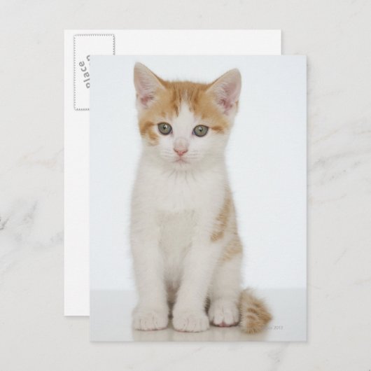 Orange & White Kitten Postkarte (Vorne/Hinten)