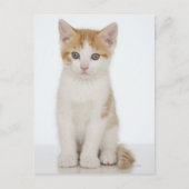 Orange & White Kitten Postkarte (Vorderseite)