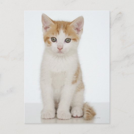 Orange & White Kitten Postkarte (Vorderseite)