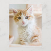 Orange & White Kitten Postkarte (Vorderseite)