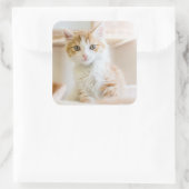 Orange & White Kitten Quadratischer Aufkleber (Tasche)