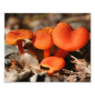 Orange Wild Mushrooms 10x8 Natur Fotodruck