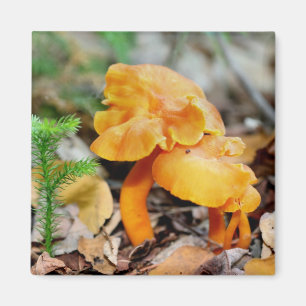 Orange wilder Pilz-Natur-Fotografie-Magnet Magnet