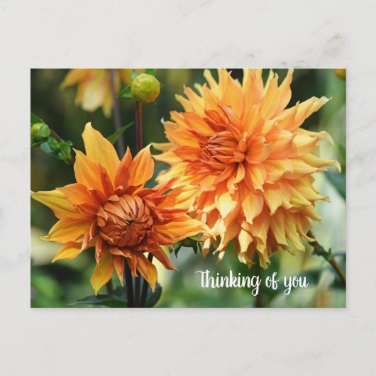 Orange & Yellow Dahlia Blume im Wisley Gardens Postkarte (Vorderseite)