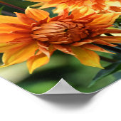 Orange & Yellow Dahlia Garden Blume RHS Wisley Poster (Ecke)