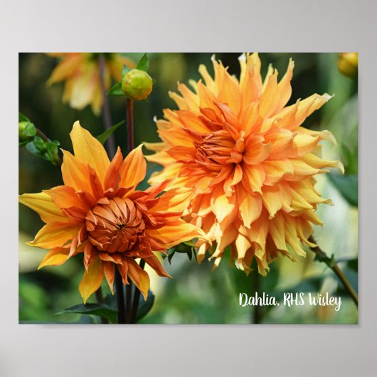 Orange & Yellow Dahlia Garden Blume RHS Wisley Poster (Vorne)