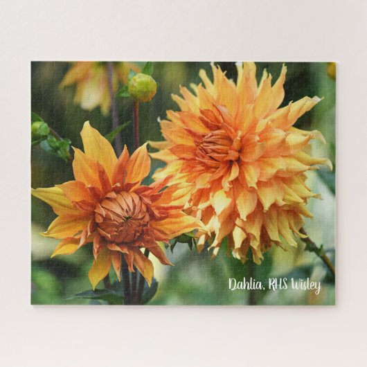 Orange & Yellow Dahlia Garden Blume RHS Wisley Puzzle (Horizontal)