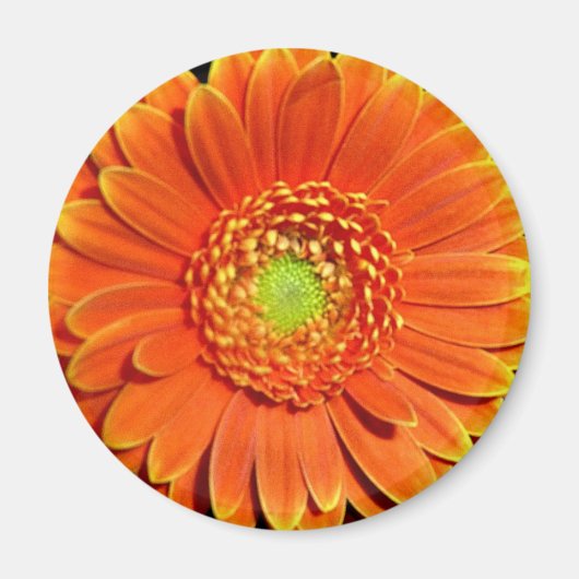 Orange Yellow Daisy Blume Magnet (Vorne)