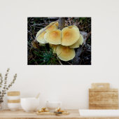 Orange Yellow Mushroom Colony OBX Poster (Küche)
