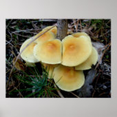 Orange Yellow Mushroom Colony OBX Poster (Vorne)