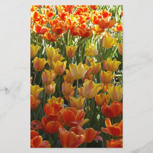 Orange-&-Yelow-Tulips.jpg Briefpapier (Vorderseite)