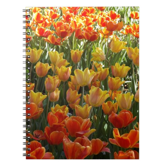 Orange-&-Yelow-Tulips.jpg Notizblock (Vorderseite)
