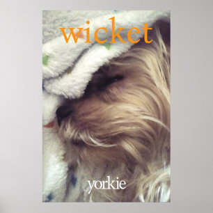 Orange Yorkie Name & Foto Poster