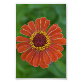 Orange Zinna Blume blühen Blumenfotografie Fotodruck