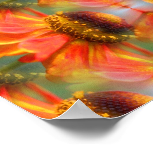 Orange Zinnia Blume Abstrakt Poster (Ecke)